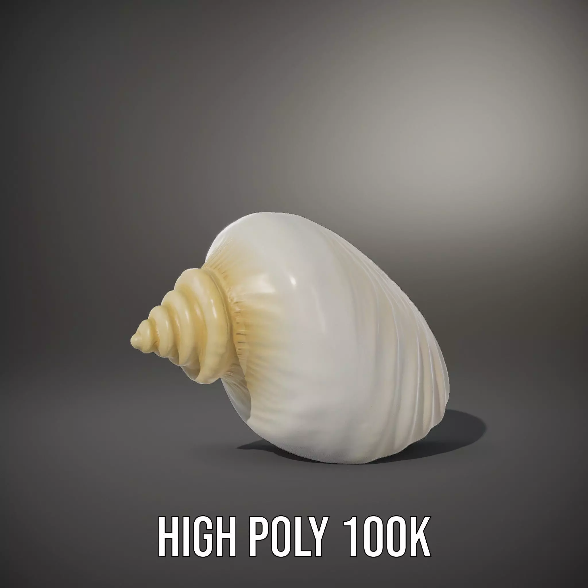 Elegant Ivory Seashell model pack Low-poly 3D model_9