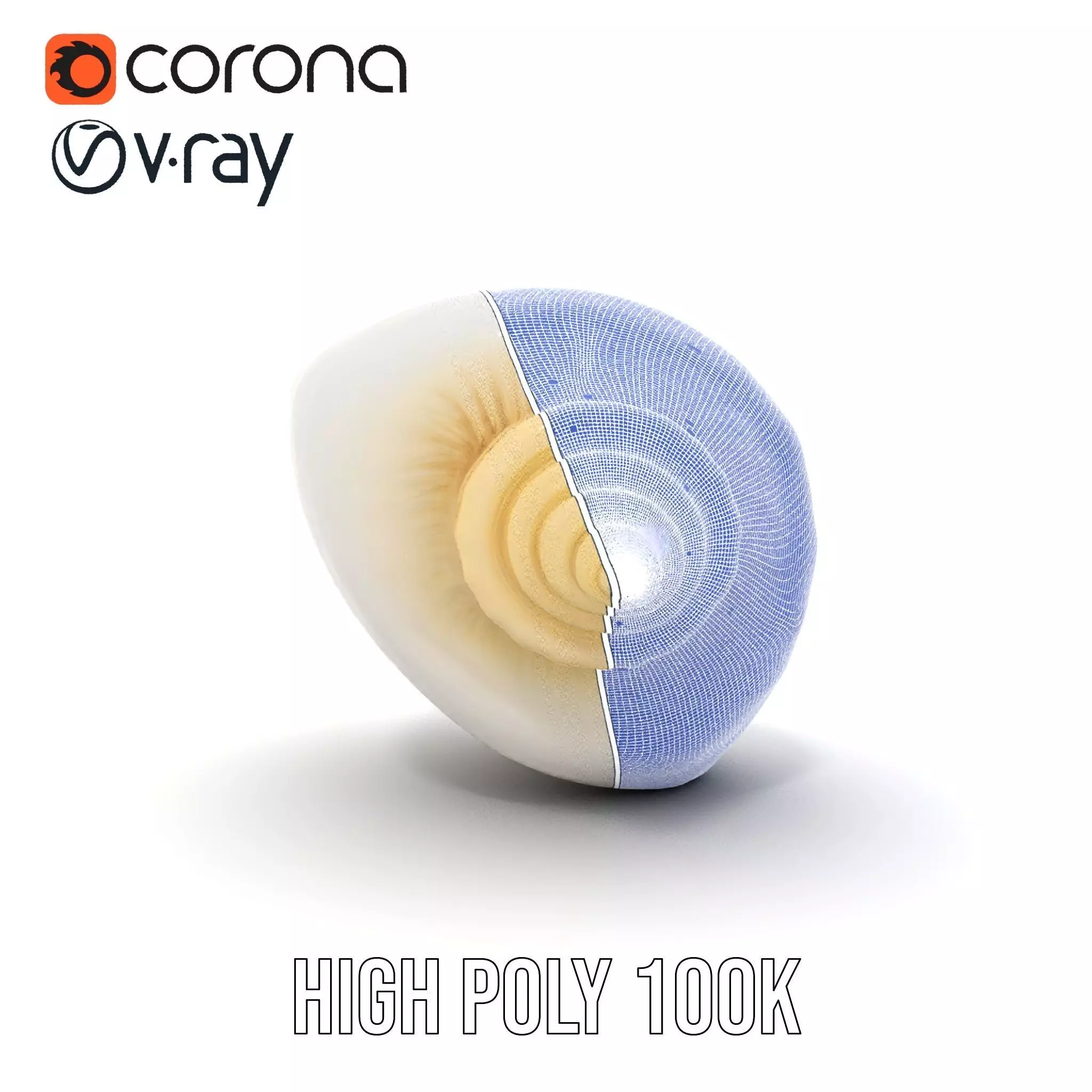 Elegant Ivory Seashell model pack Low-poly 3D model_30