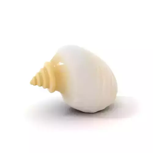 Elegant Ivory Seashell model pack Low-poly 3D model Elegant Ivory Seashell model pack Low-poly 3D model
