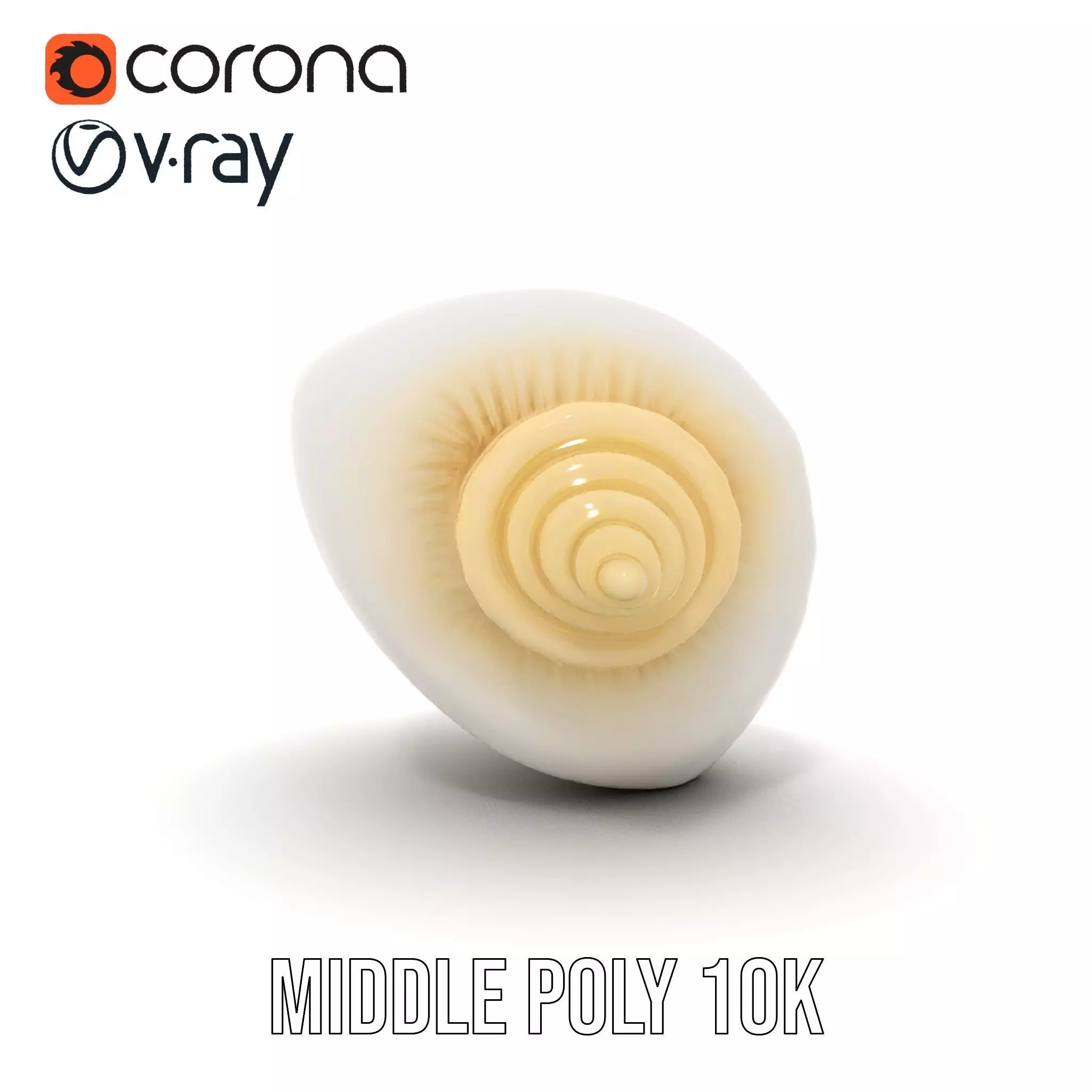 Elegant Ivory Seashell model pack Low-poly 3D model_31