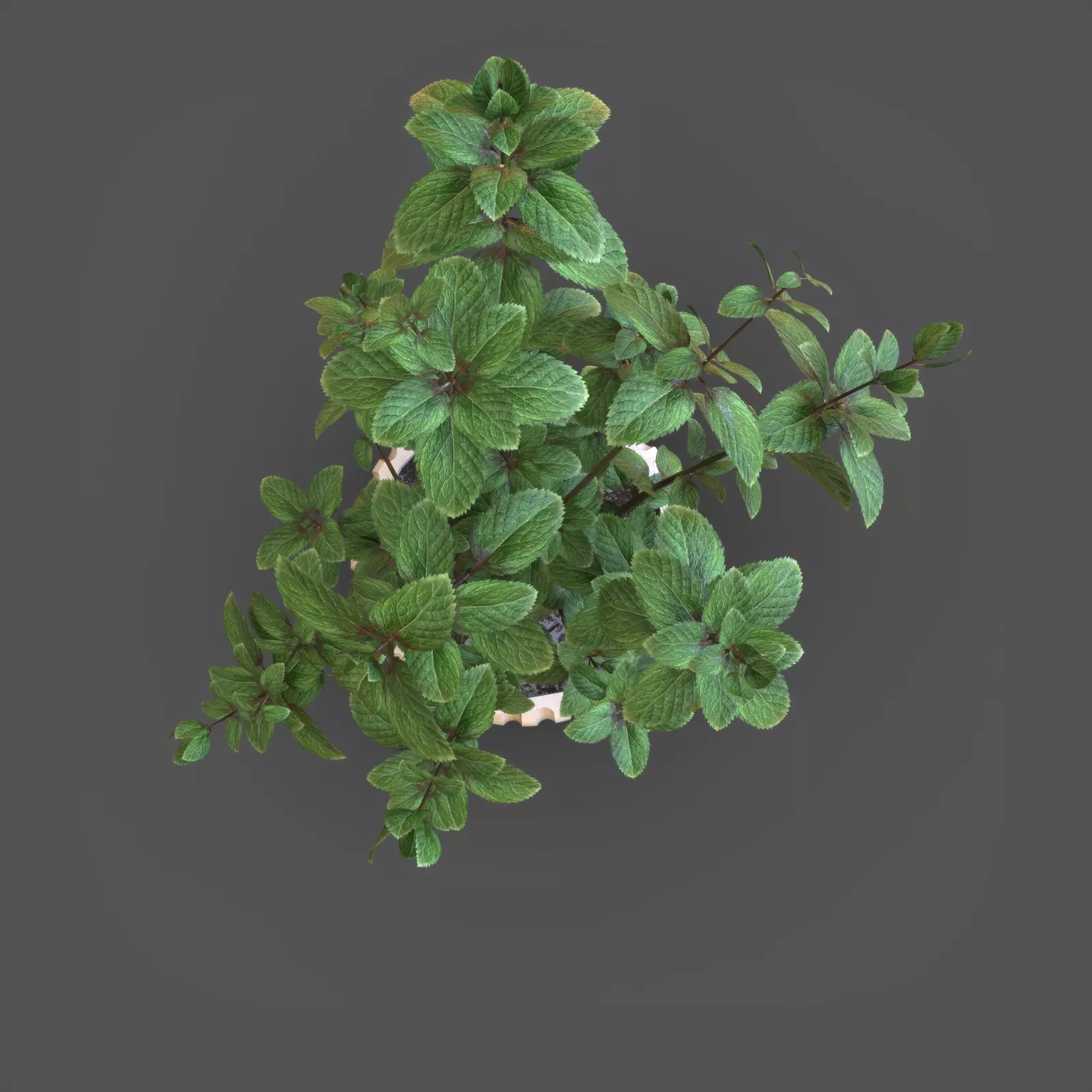 Mint Plant Pot 3D model_4