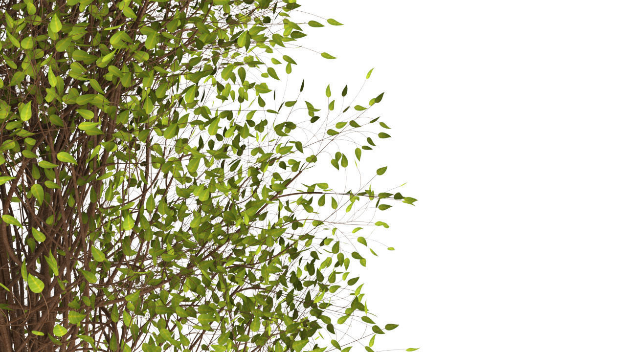 Trees willow tree Free 3D model_2
