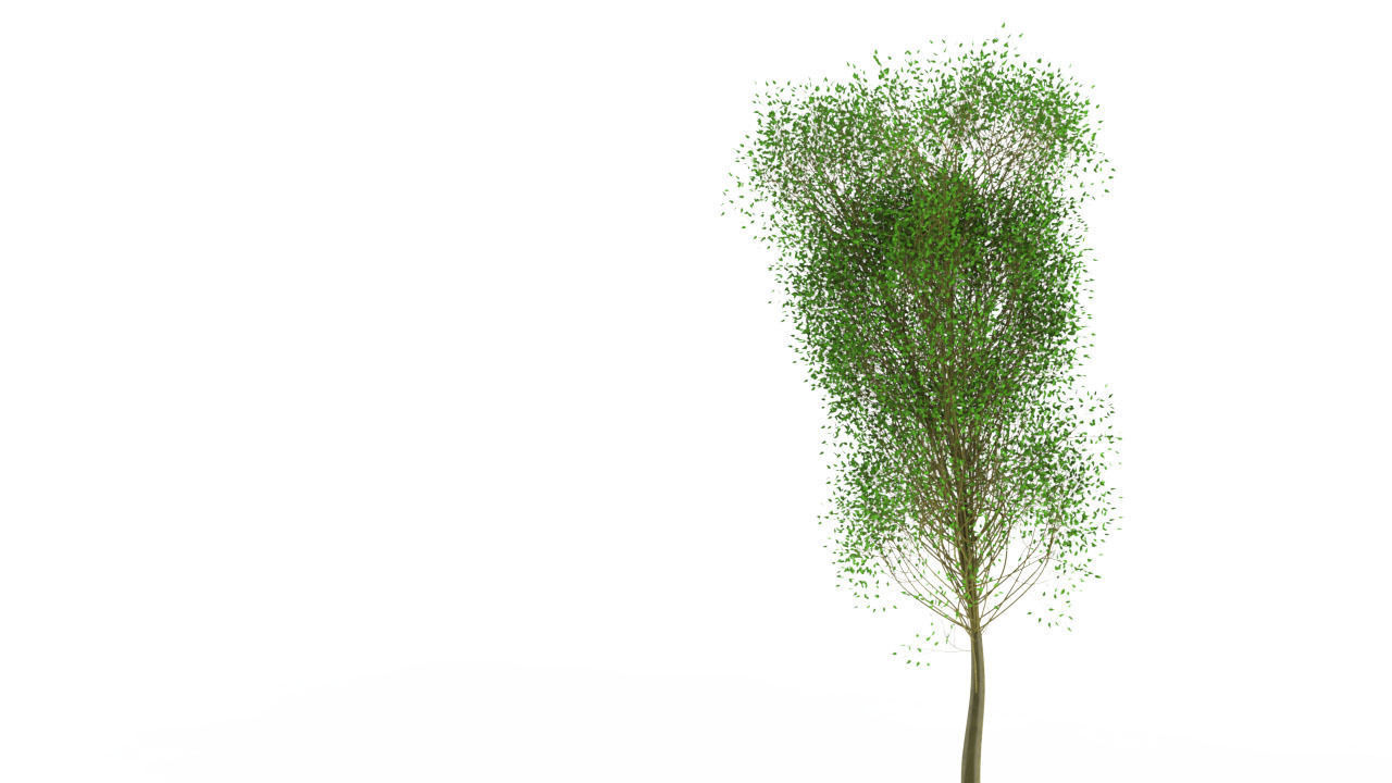 Trees willow tree Free 3D model_1