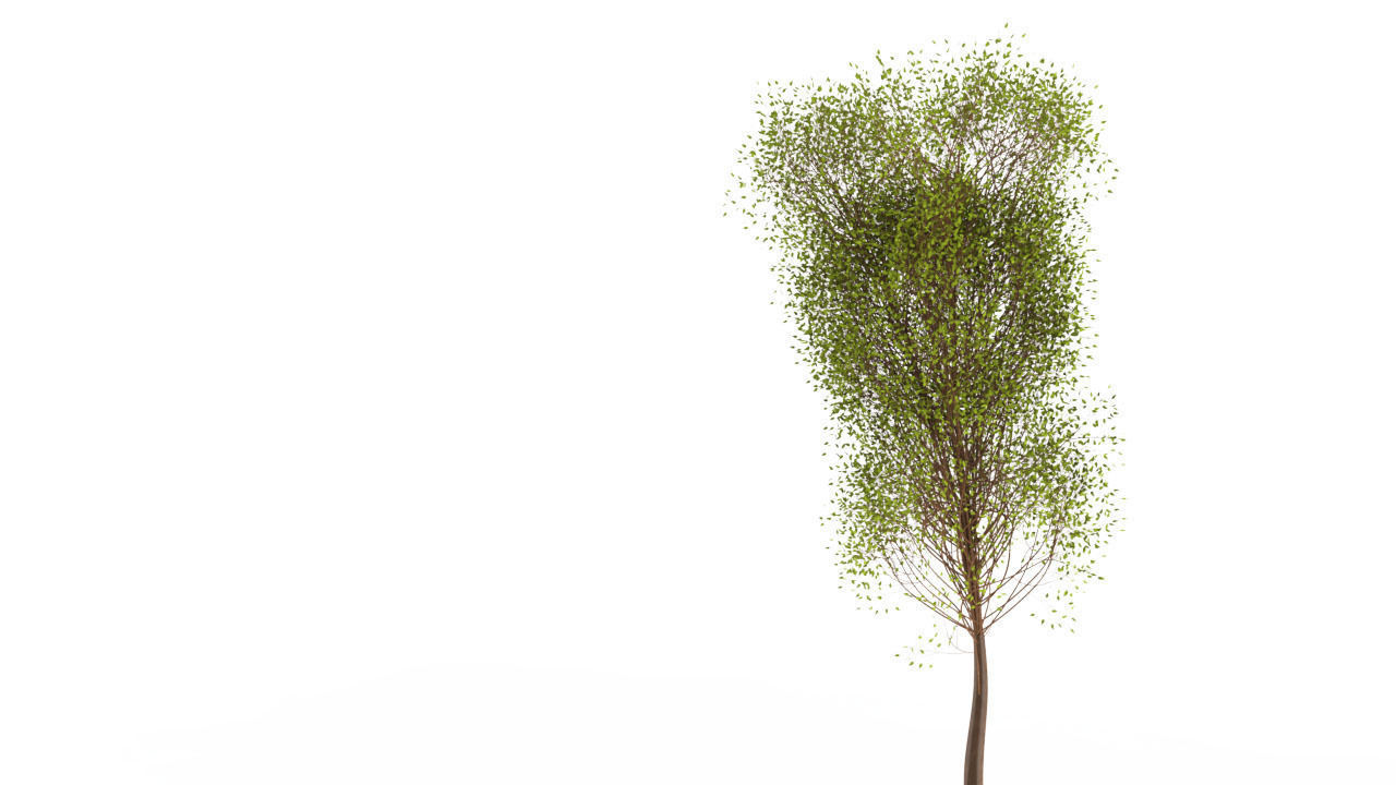 Trees willow tree Free 3D model_3
