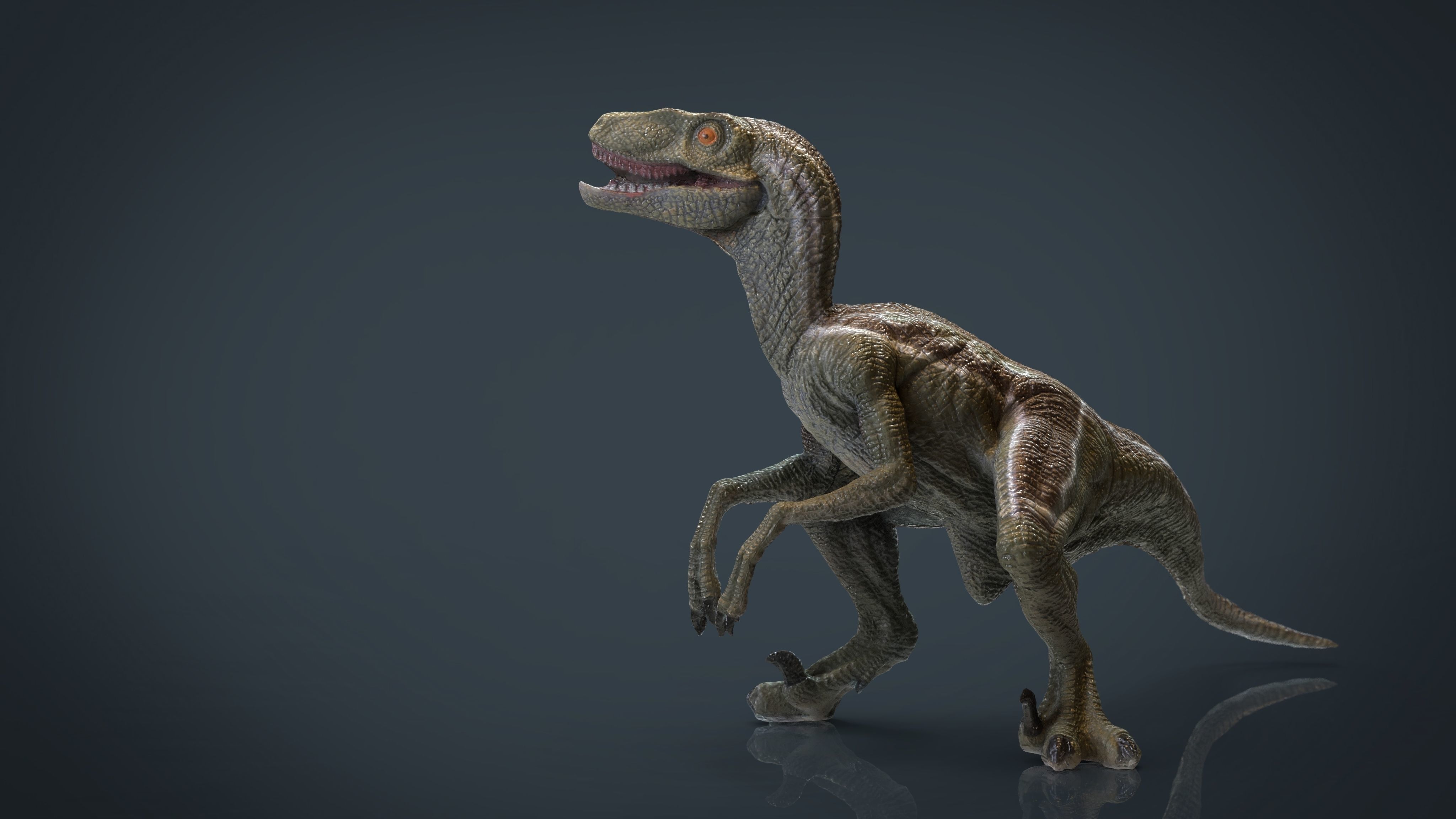 Velociraptor dinosaur Low-poly 3D model_17