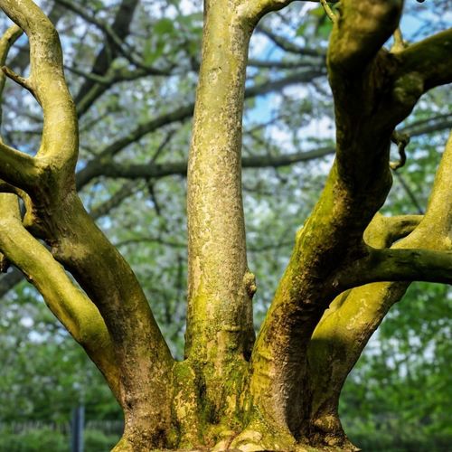 Tree Scanned Photorealistic Reference  3D model