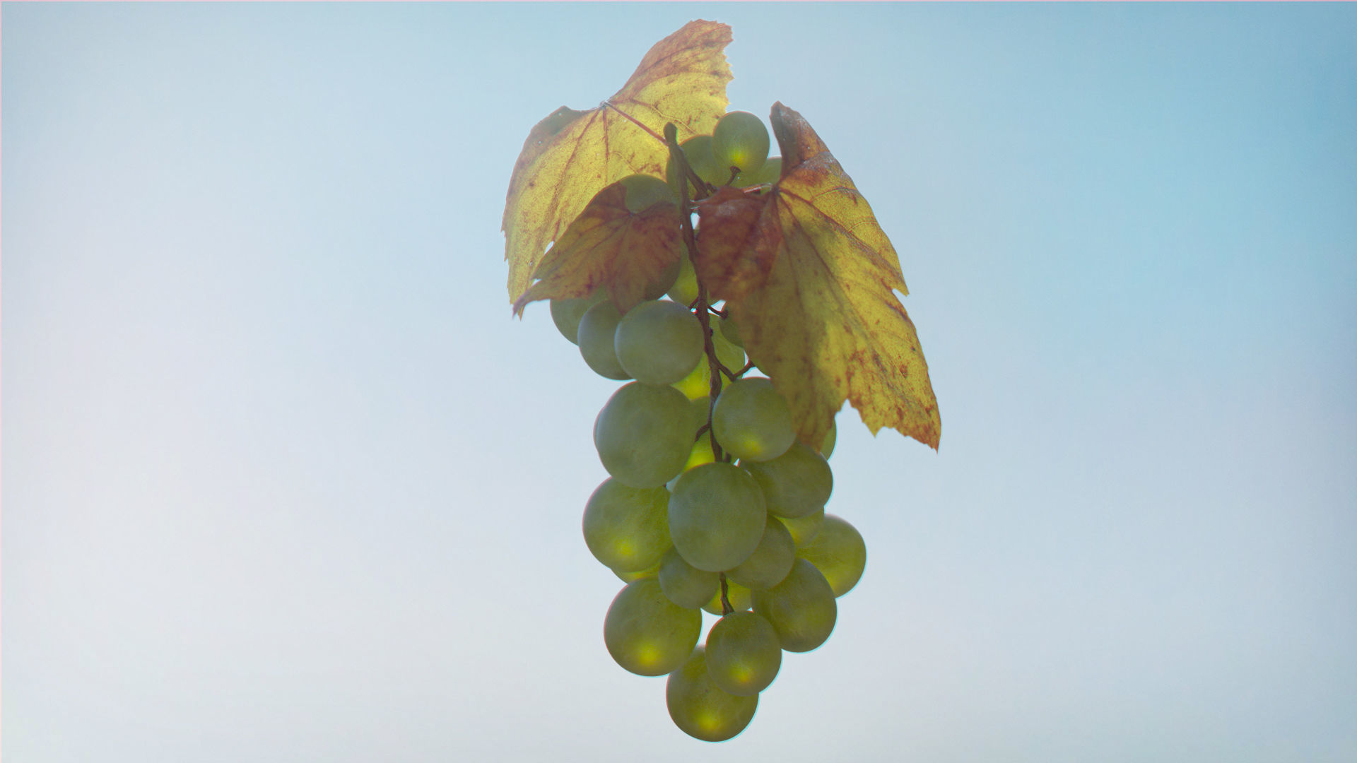 Fruit Bowl - Grapes Leaves Apples Cut Damast Knife Low-poly 3D model_12