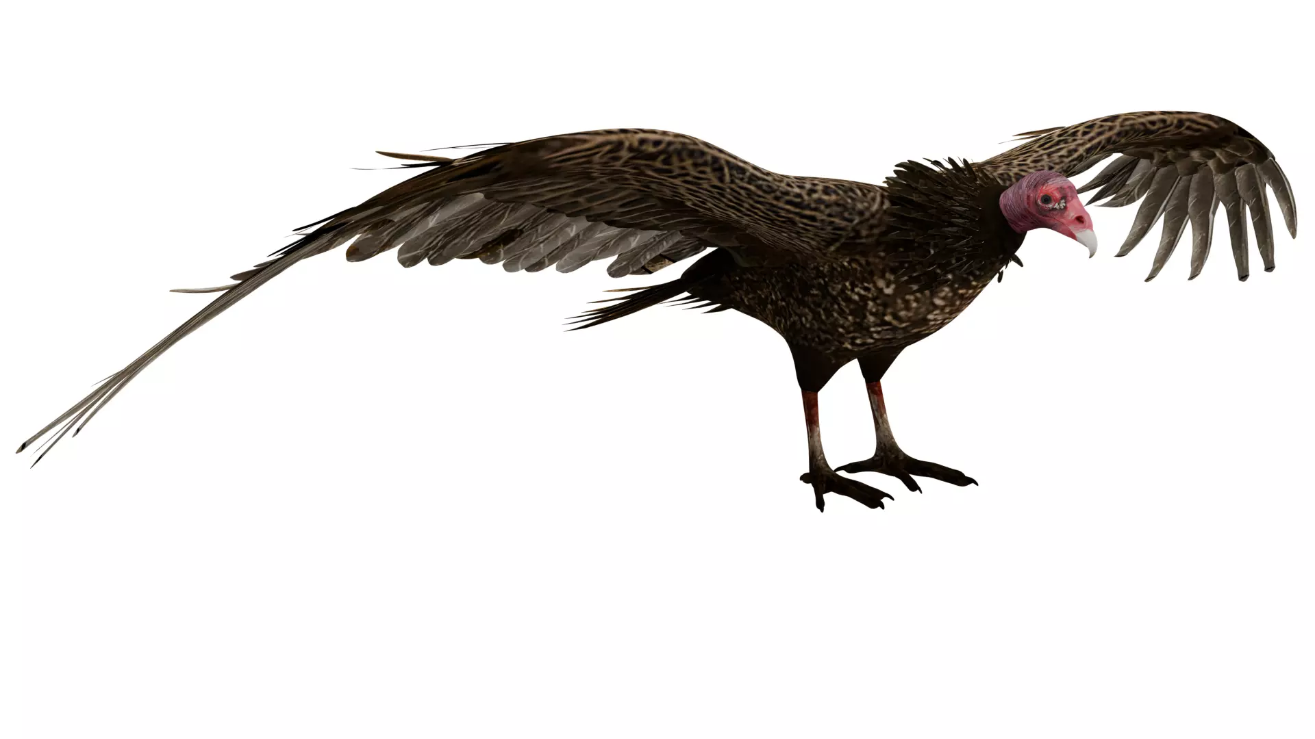 Vulture 3D model_6