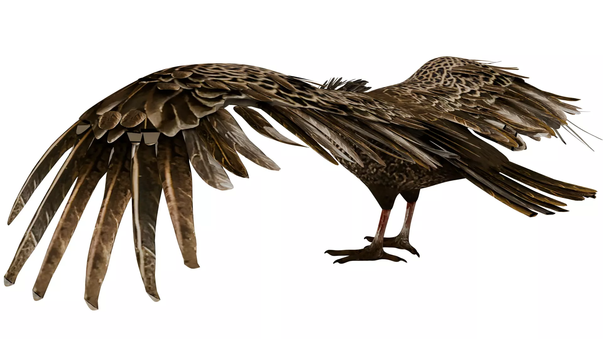 Vulture 3D model_2
