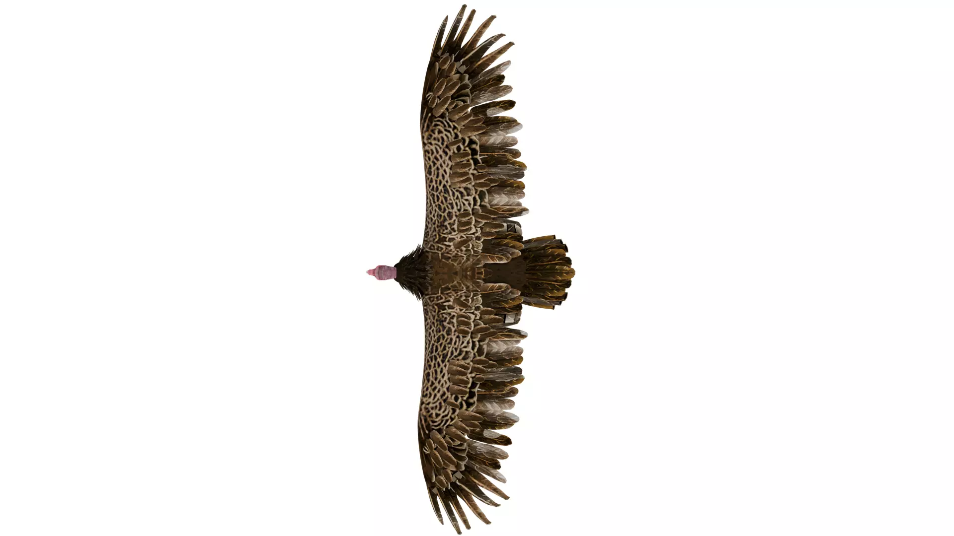 Vulture 3D model_8
