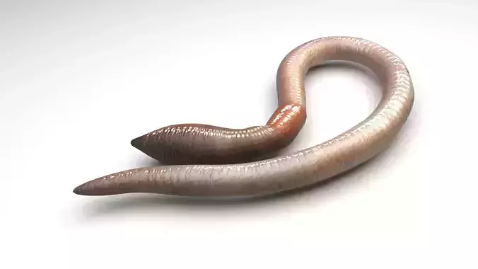 Earthworm