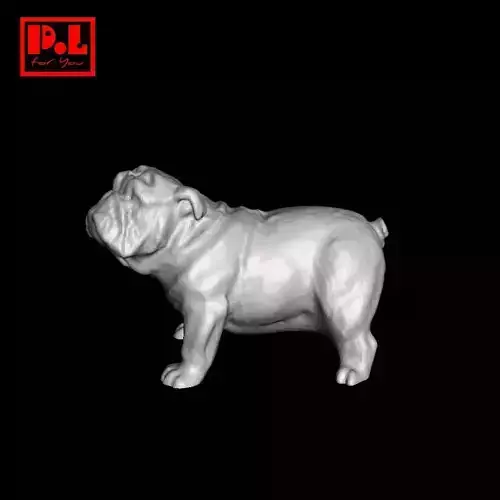 Dog - English bulldog