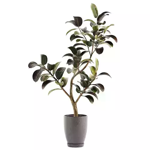 Ficus Elastica