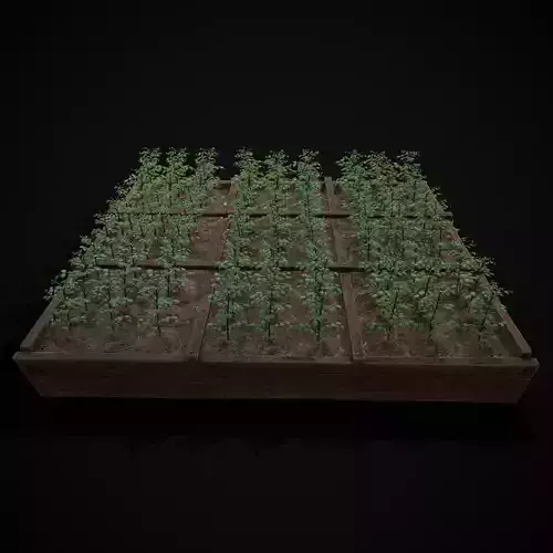 Square Planting Plot with Potatoes