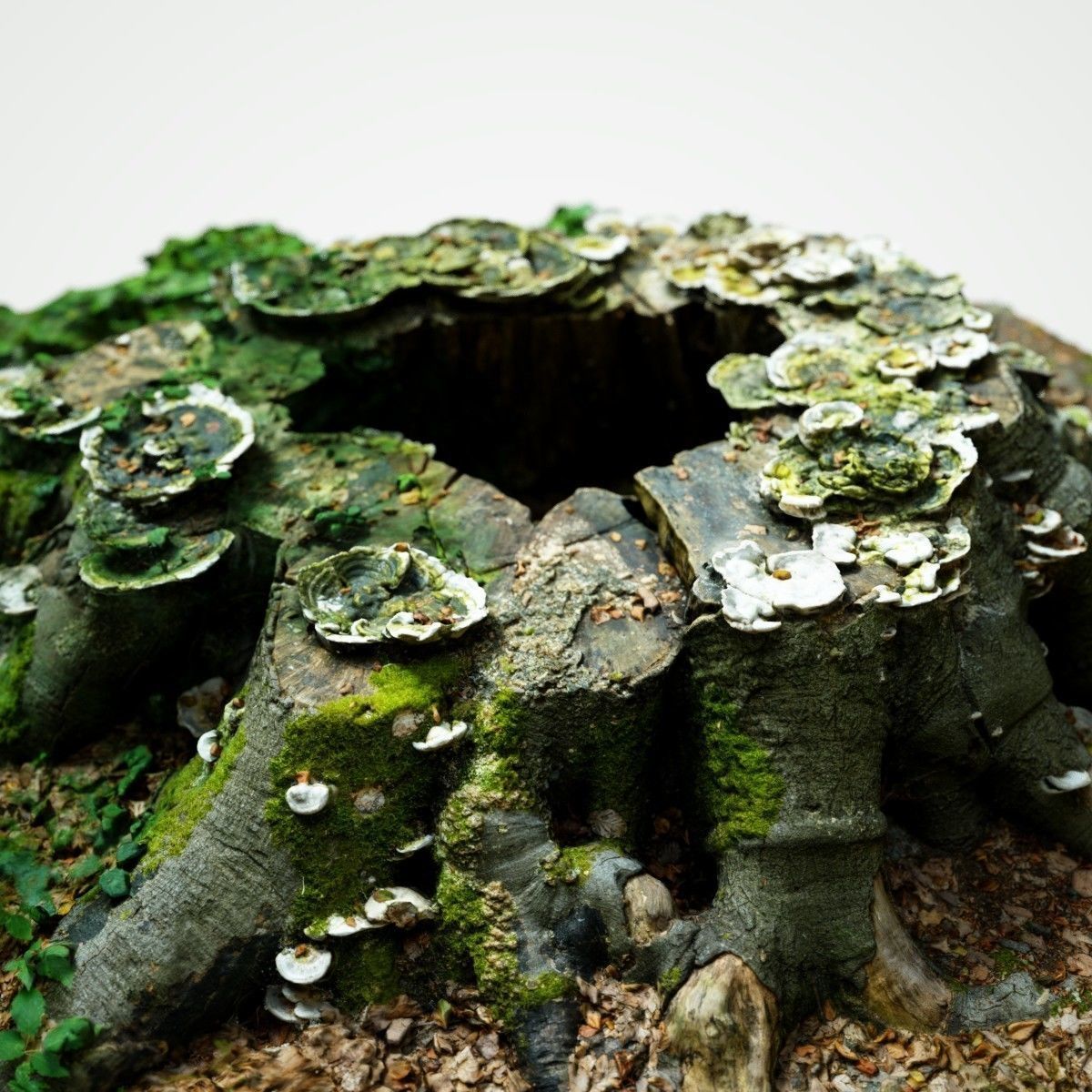 Shroom covered tree stump 3D scanned 3D model_1