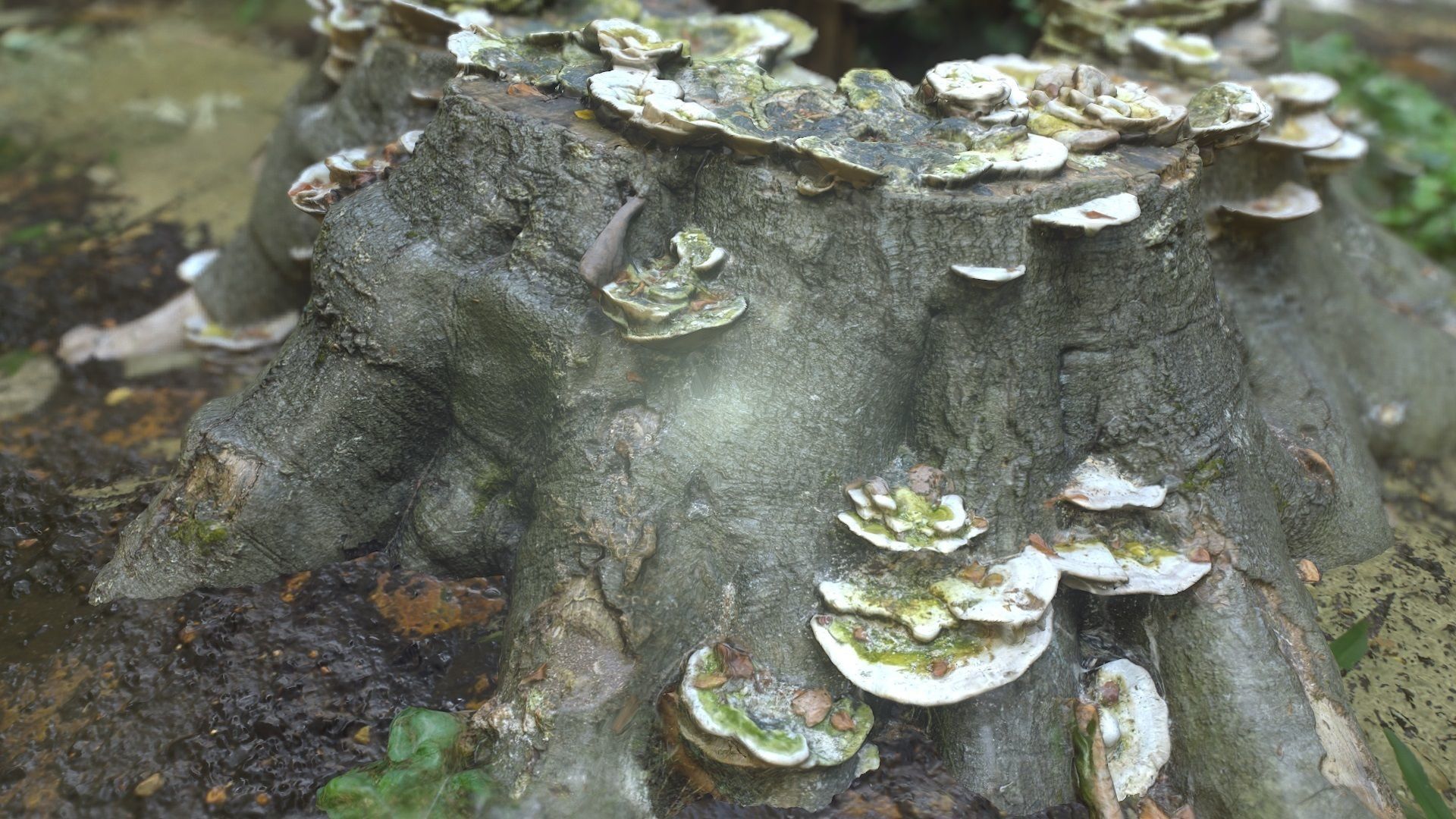 Shroom covered tree stump 3D scanned 3D model_8