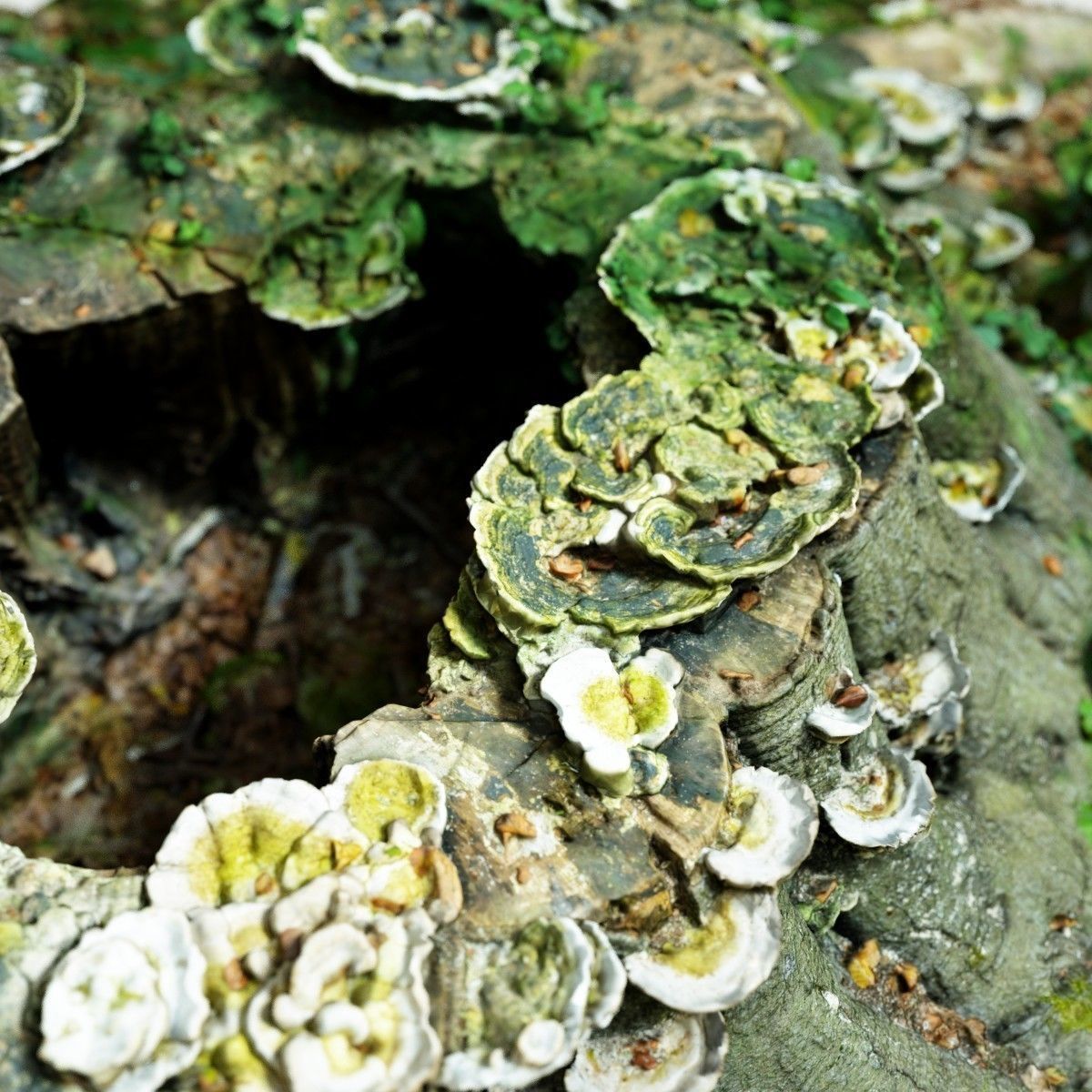 Shroom covered tree stump 3D scanned 3D model_3