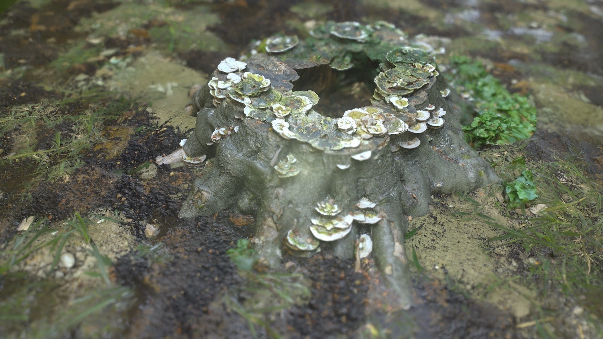 Shroom covered tree stump 3D scanned 3D model_10