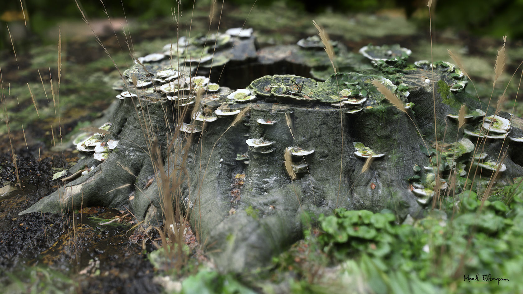 Shroom covered tree stump 3D scanned 3D model_6
