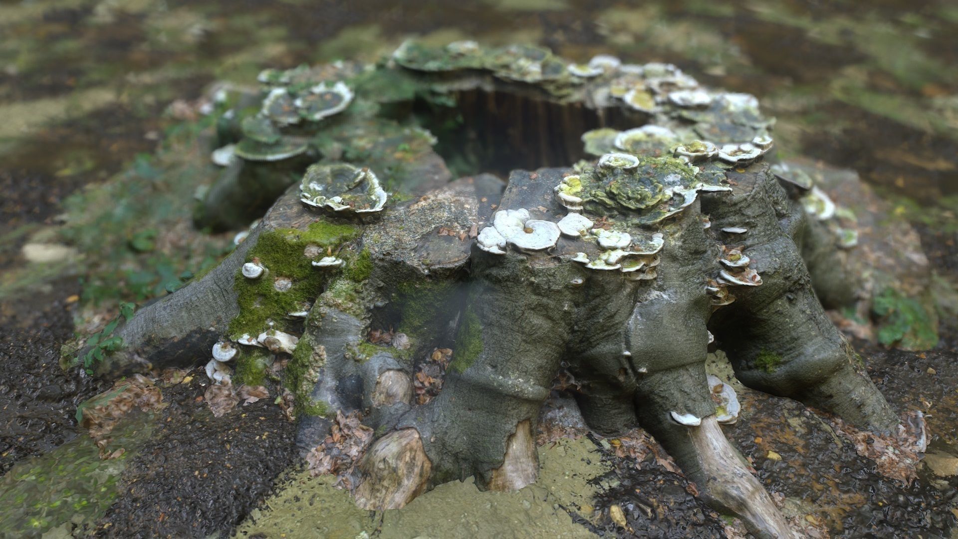 Shroom covered tree stump 3D scanned 3D model_9