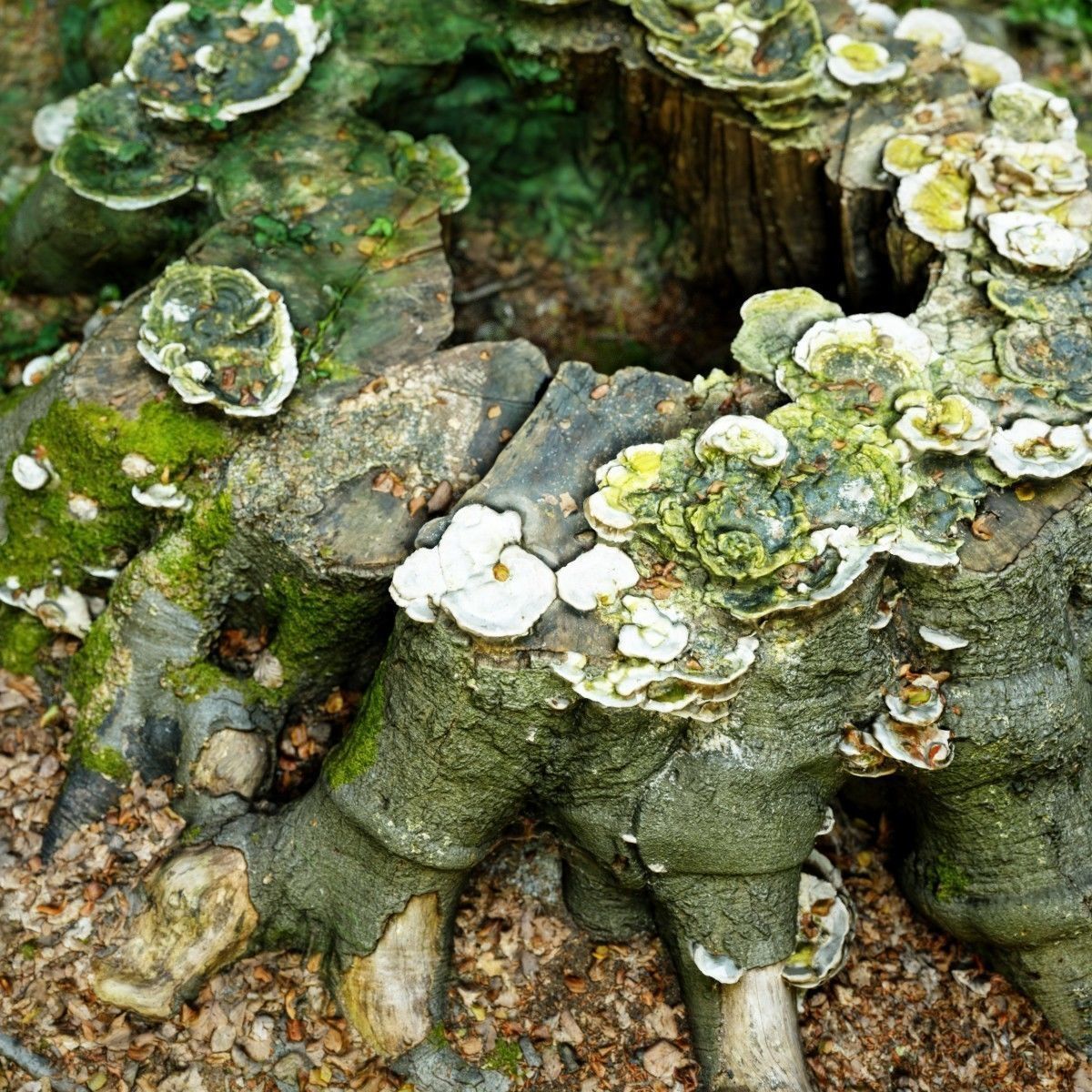 Shroom covered tree stump 3D scanned 3D model_4