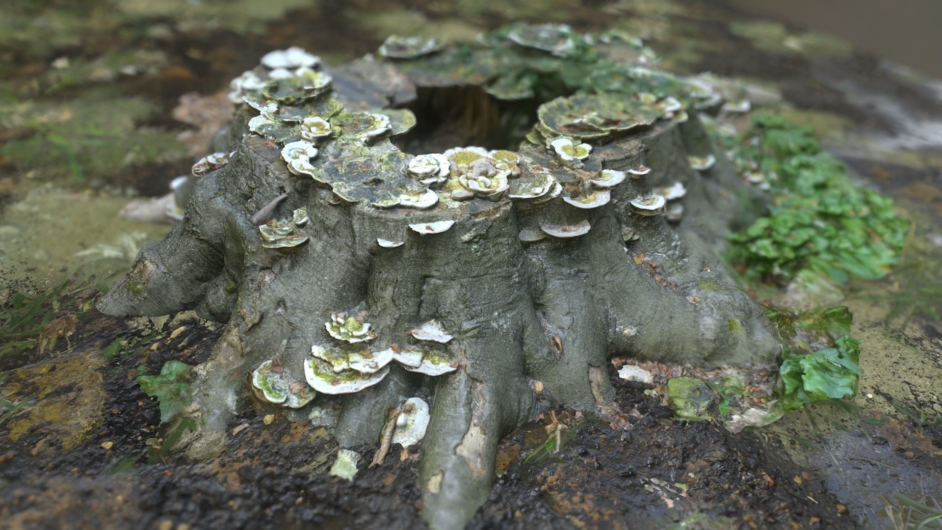 Shroom covered tree stump 3D scanned 3D model_11