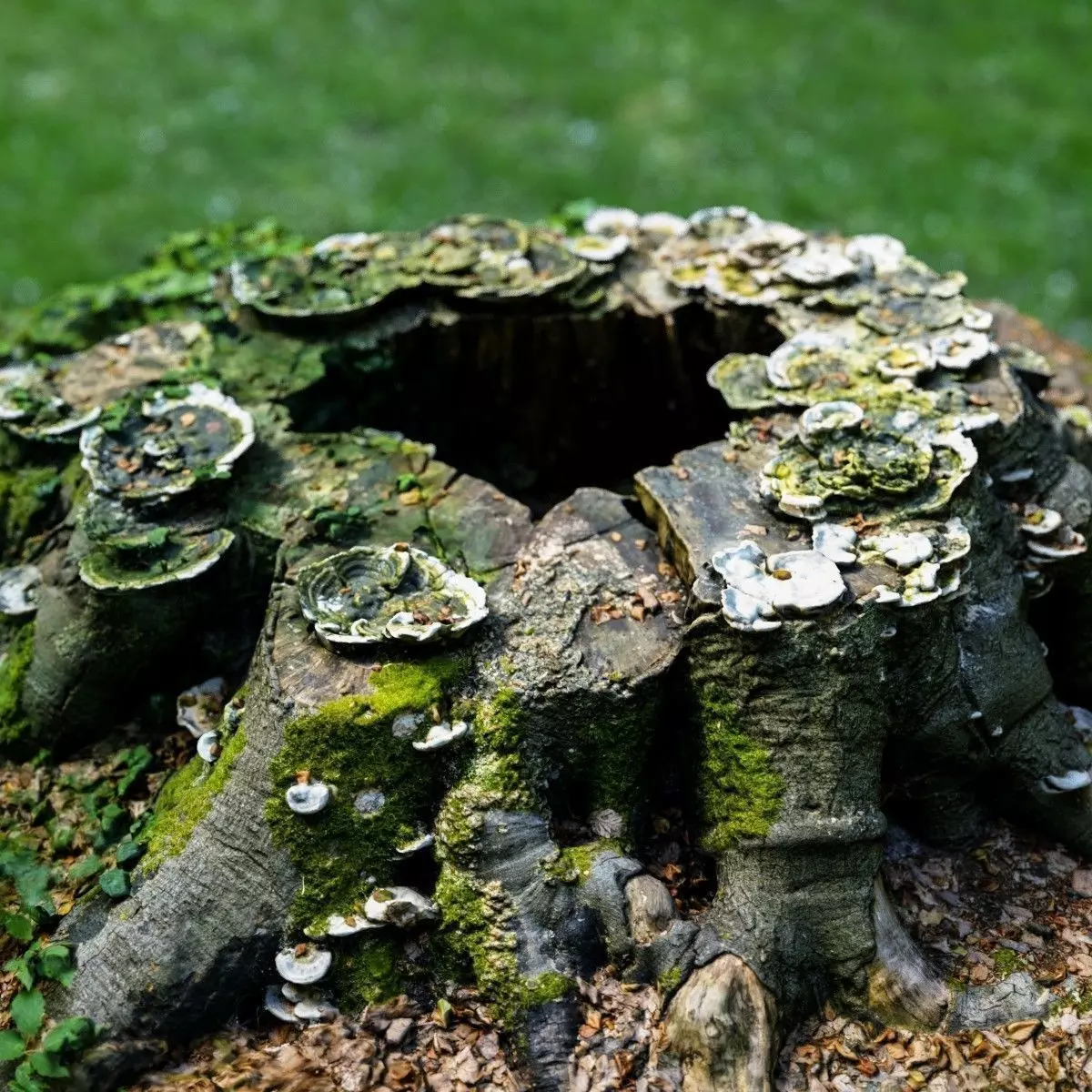 Shroom covered tree stump 3D scanned 3D model_0