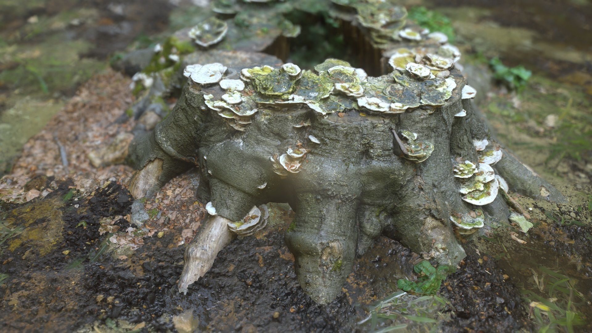 Shroom covered tree stump 3D scanned 3D model_7