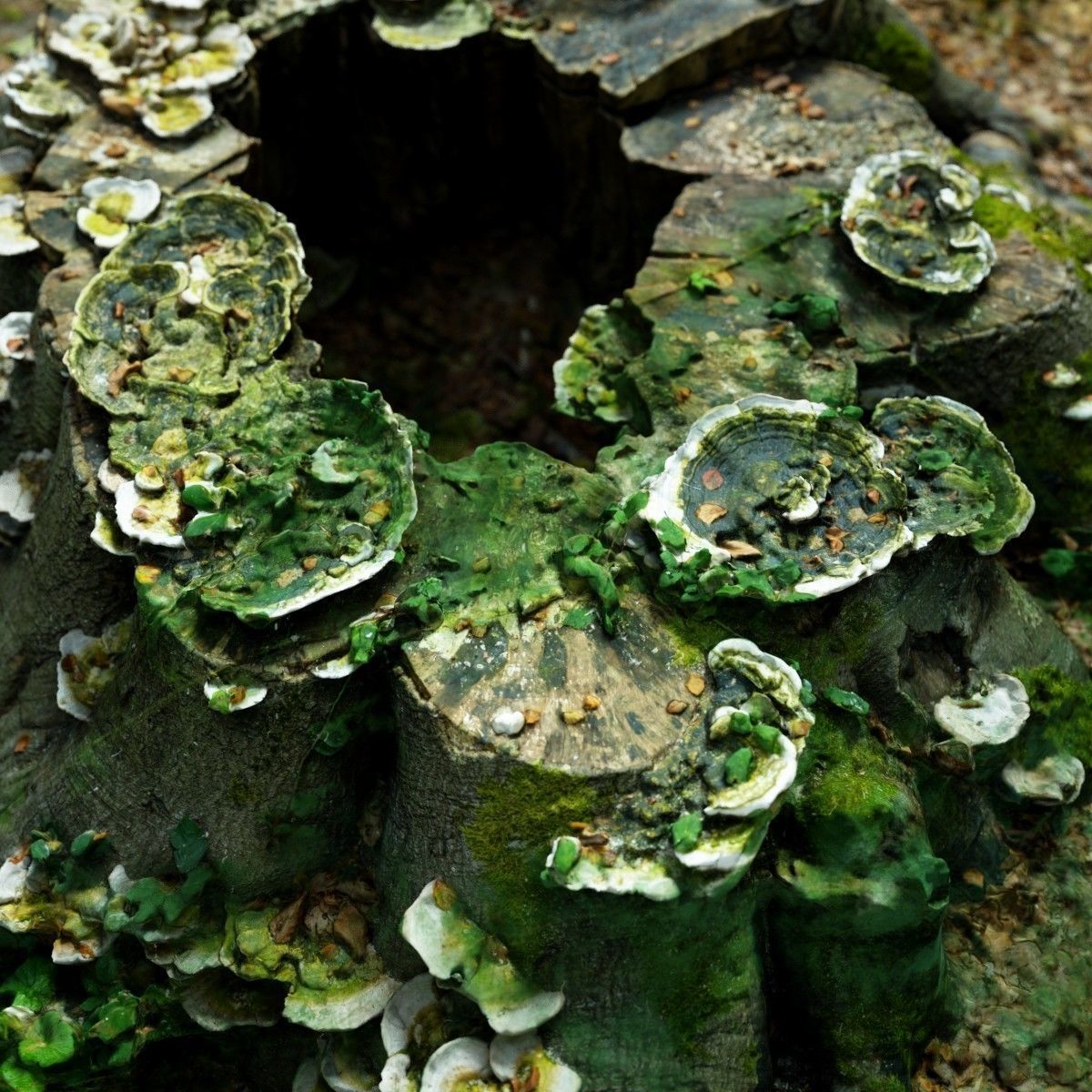 Shroom covered tree stump 3D scanned 3D model_2