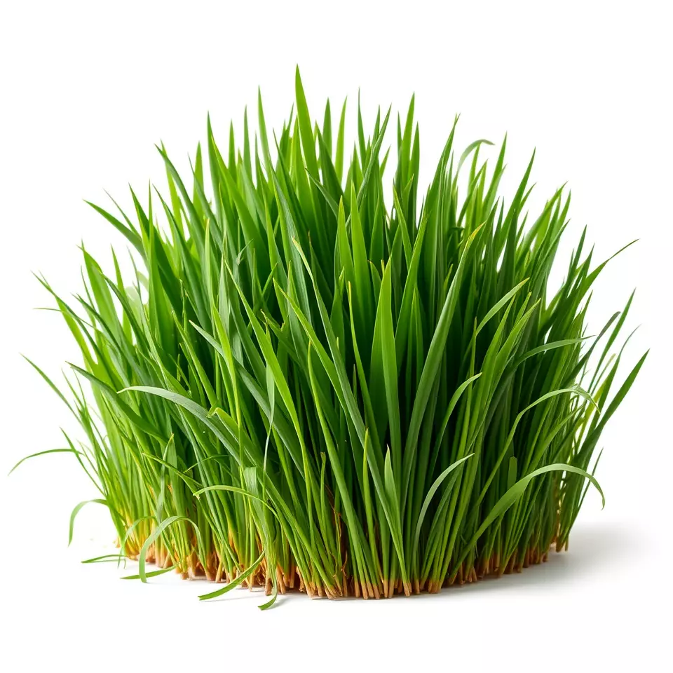 Lush Green Grass model pack Low-poly 3D model_2