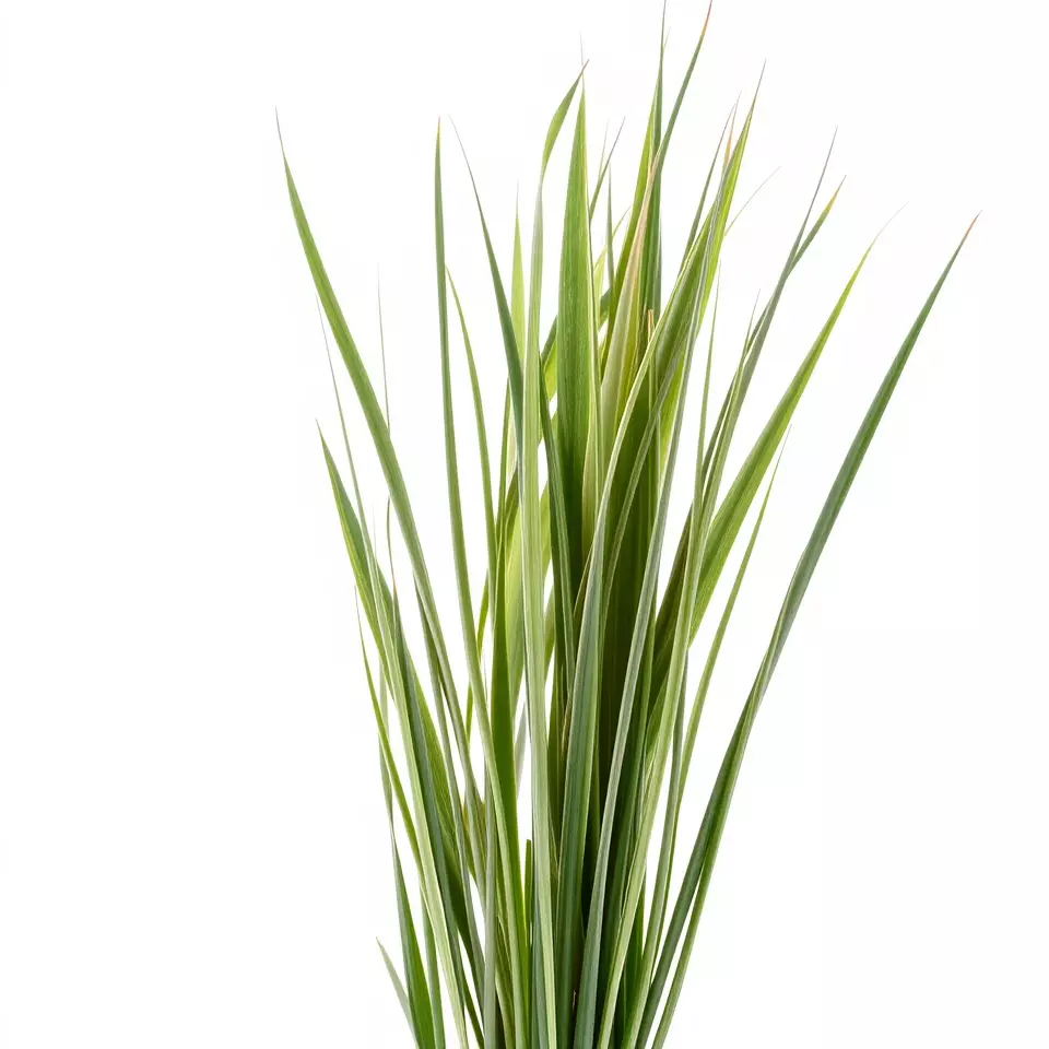 Tall Grass Foliage model pack Low-poly 3D model_2