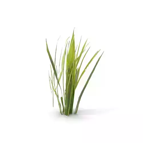 Tall Grass Foliage model pack Low-poly 3D model