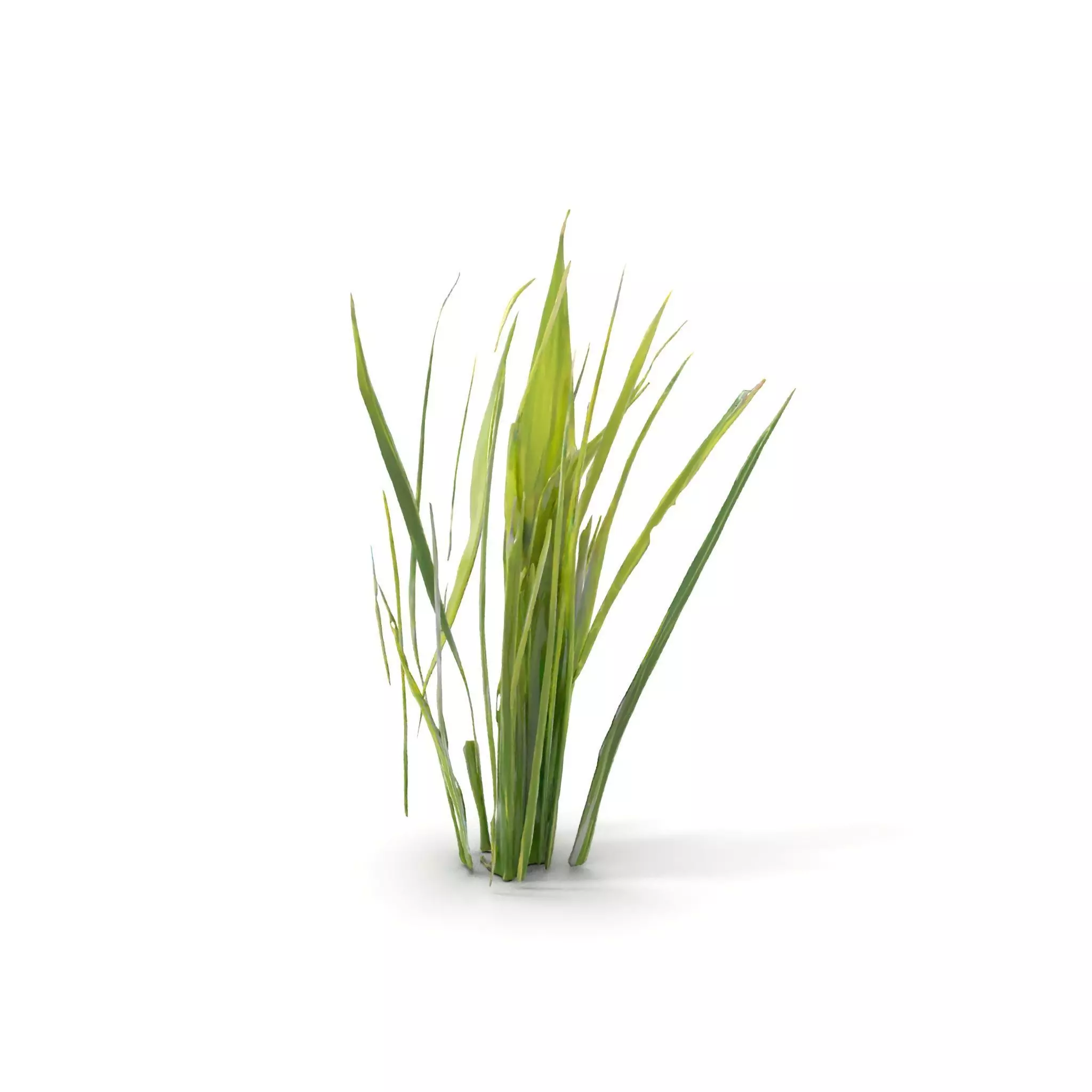 Tall Grass Foliage model pack Low-poly 3D model_6
