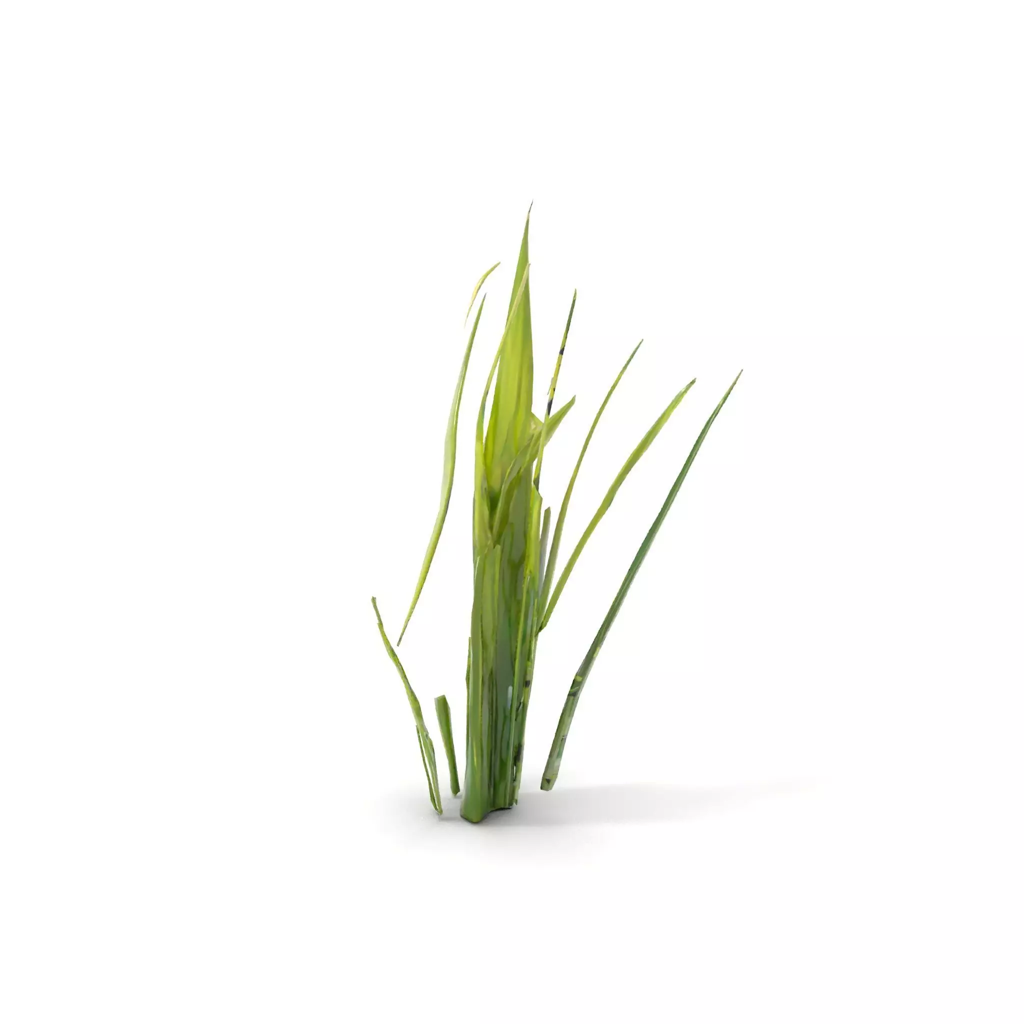 Tall Grass Foliage model pack Low-poly 3D model_13