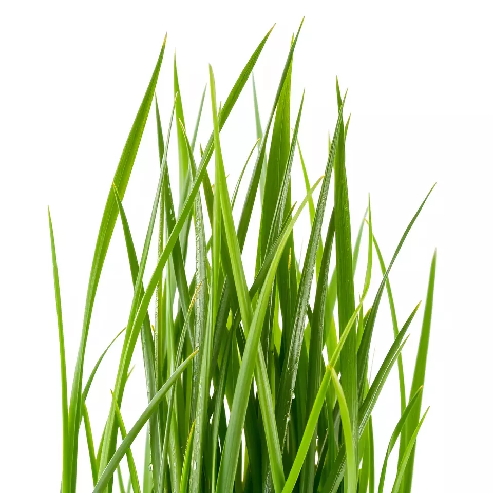 Lush Grass Blades model pack Low-poly 3D model_2