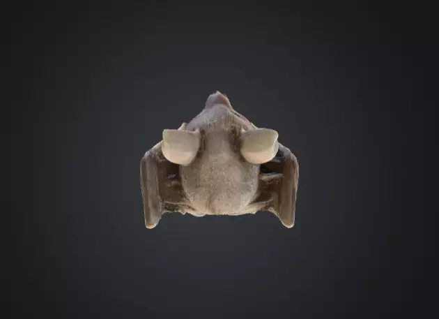 Candle Holder Low-poly 3D model_14