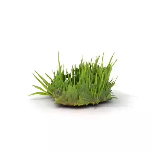 Lush Grass Foliage model pack Low-poly 3D model