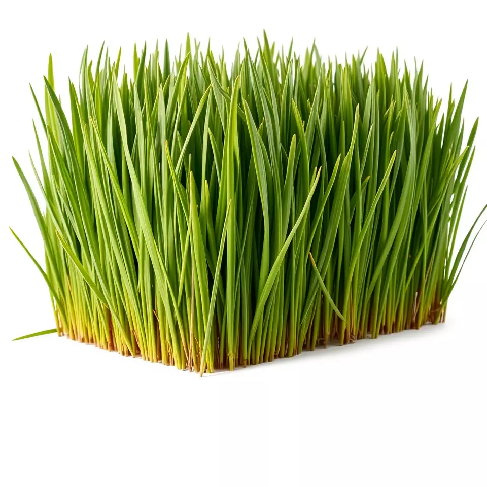 Vibrant Green Grass model pack Low-poly 3D model_2