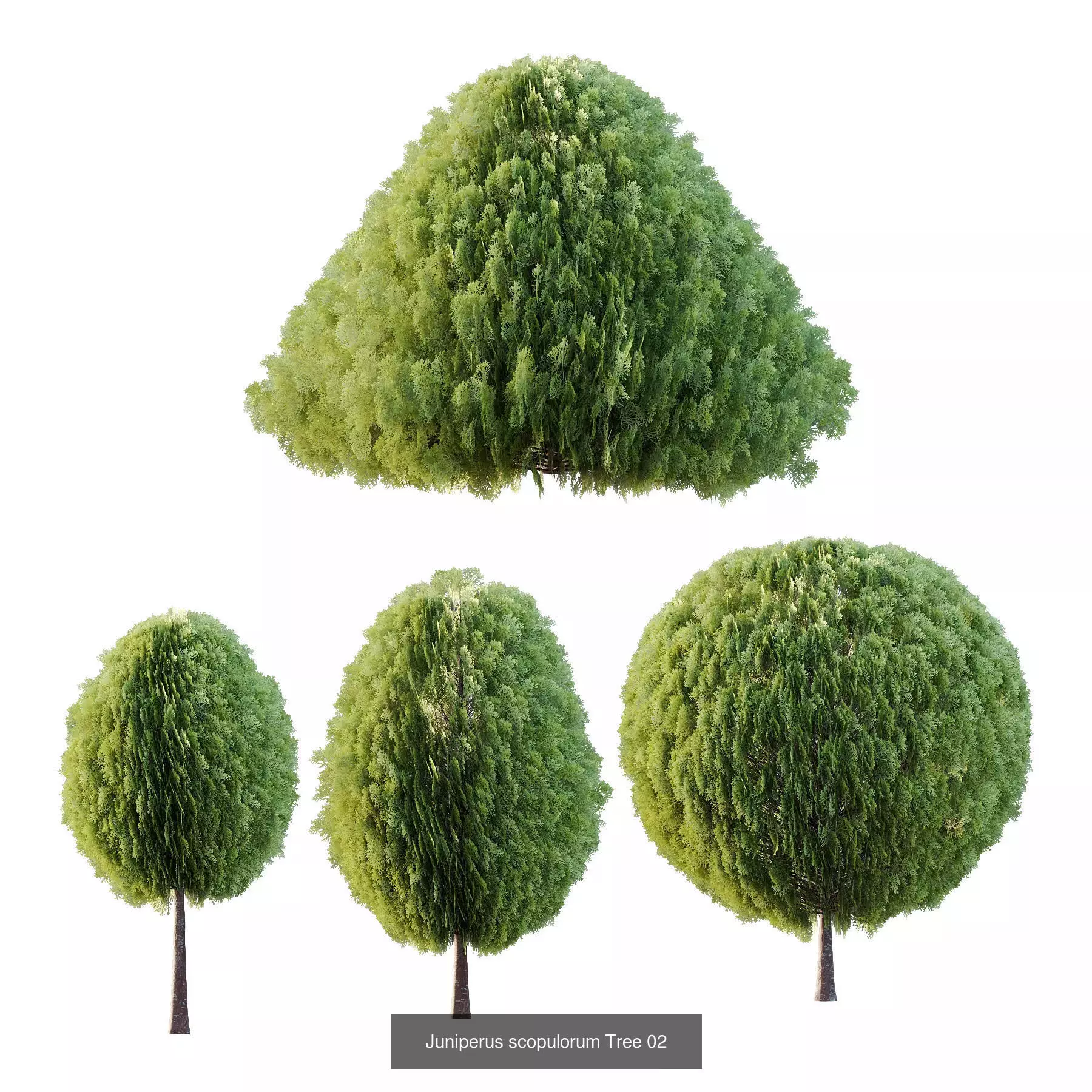 Excellent collection of Outdoor plants 19 Different Models 004 _5