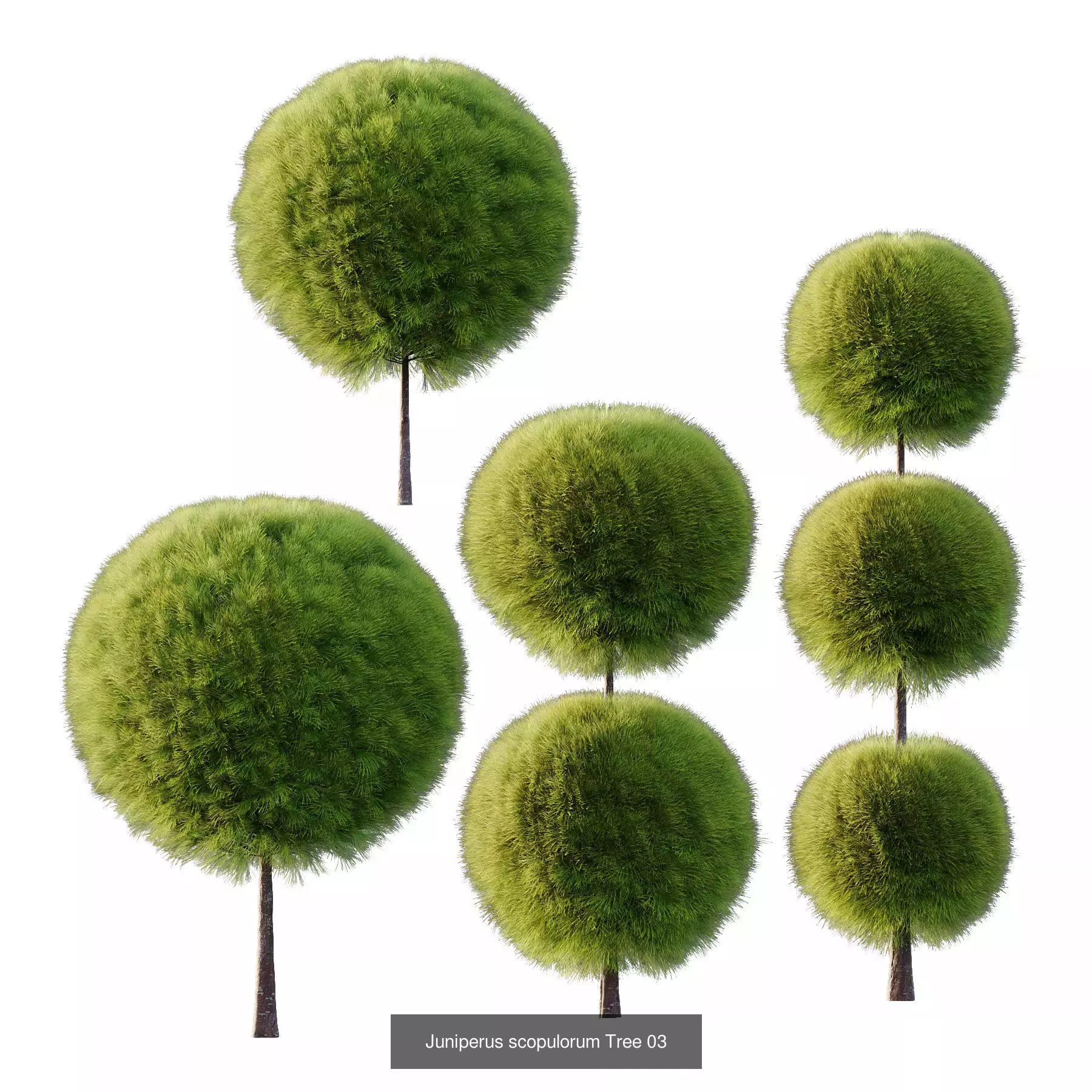 Excellent collection of Outdoor plants 19 Different Models 004 _6