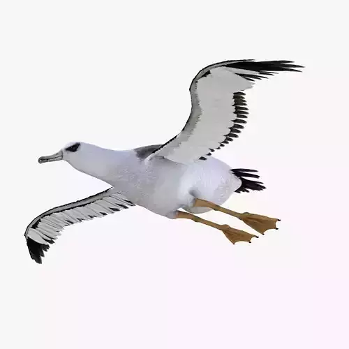 Albatross bird 3d model Low-poly 3D model
