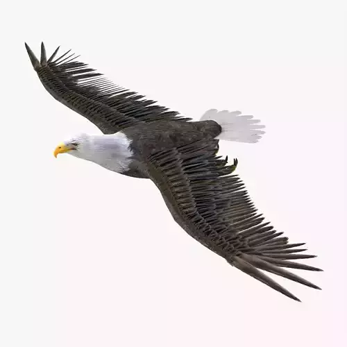 Bald Eagle 3d model Low-poly 3D model