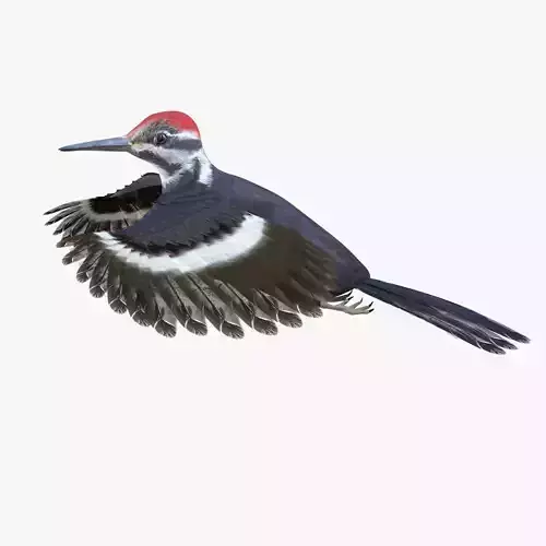 Woodpecker Bird 3d model