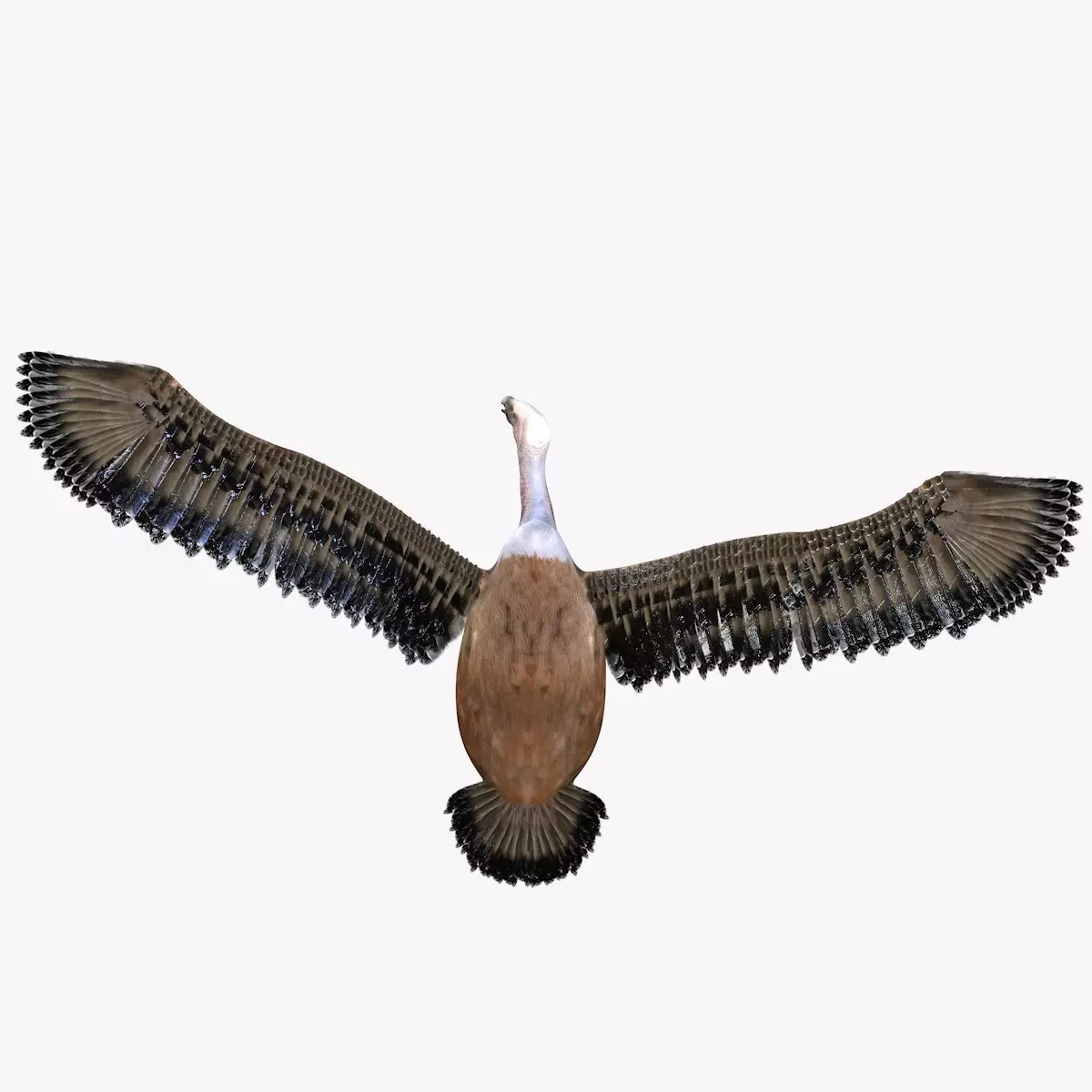 Vulture Bird rigged 3d mdoel Low-poly 3D model_4