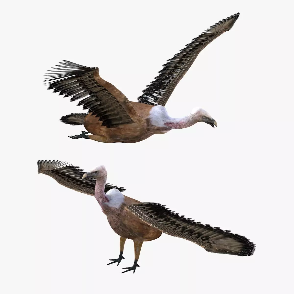 Vulture Bird rigged 3d mdoel Low-poly 3D model_1