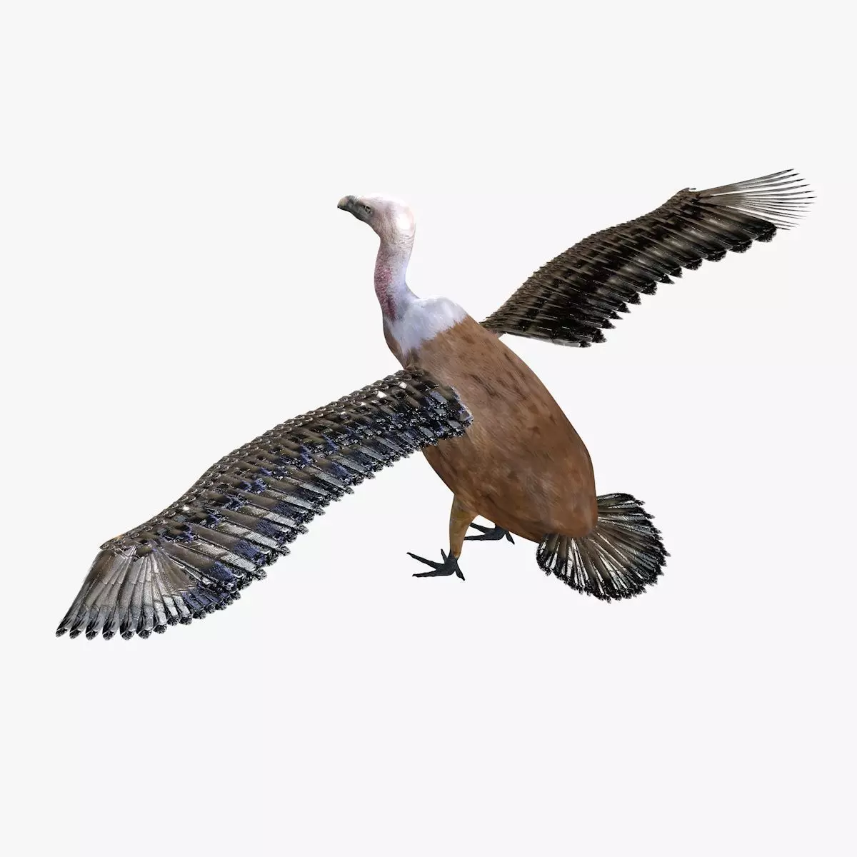 Vulture Bird rigged 3d mdoel Low-poly 3D model_6