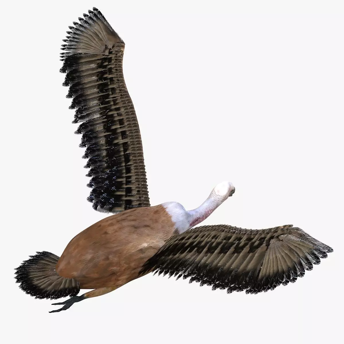 Vulture Bird rigged 3d mdoel Low-poly 3D model_3