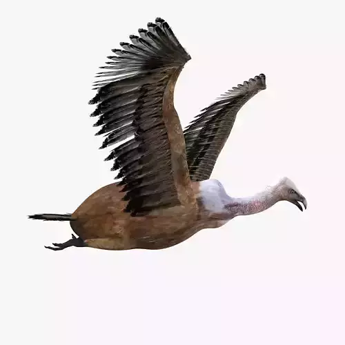 Vulture Bird rigged 3d mdoel