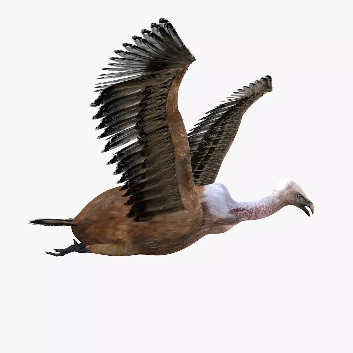 Vulture Bird rigged 3d mdoel Low-poly 3D model_0