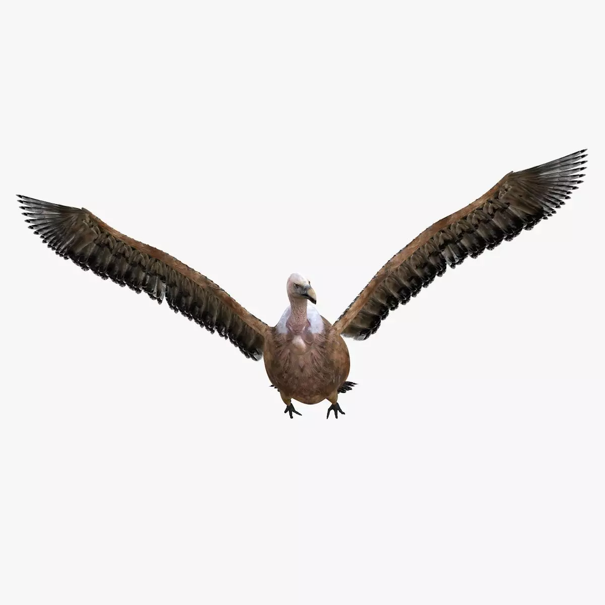 Vulture Bird rigged 3d mdoel Low-poly 3D model_5